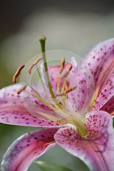 Lilies