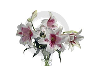 Lilies nuanced in white and pink, in a glass vase photo