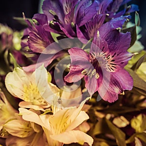 Peruvian Lilies Alstromeria photo