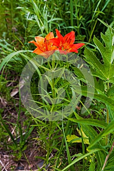 Lilies. Red flowers of Siberia. Shores of Tunguska river. photo