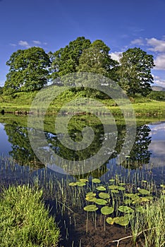 Lilies on the river Brathay