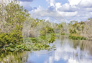 Lilies and sawgrass growing on a waterway in the Everglades National Park in Florida, USA