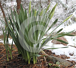 Daffodils in the Snow