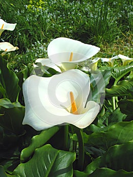 Lilies on St. Martins photo