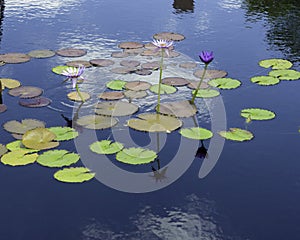 Lilies On Stems Reflecting In The Water