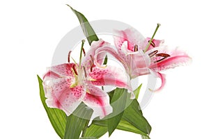 Lilies in a studio photo