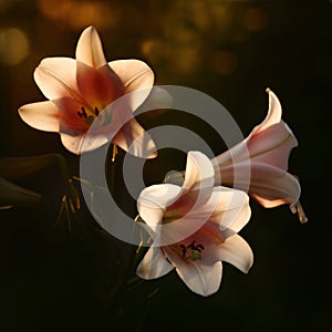 Lilies in sunshine