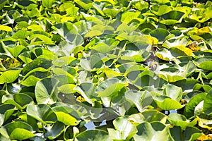 Lilies Swamp Water Lily