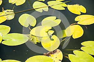 Lilies Swamp Water Lily