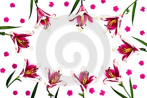 Lilies Trumpet lilies and flower phloxes on a white background with space for text. Top view, flat lay