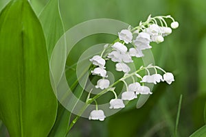 Lilies of the valley photo