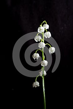 lilies of the valley on a black background.