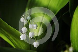 Lilies of the valley bloom in the forest