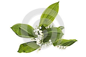 Lilies of the valley, Convallaria Majalis.