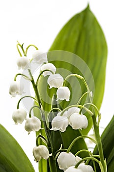 Lilies of the valley, Convallaria Majalis.