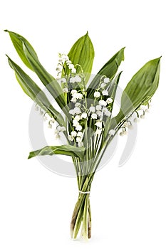 Lilies of the valley, Convallaria Majalis.