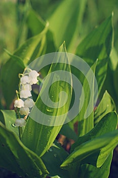 Lilies of the valley grow on a sunny summer day