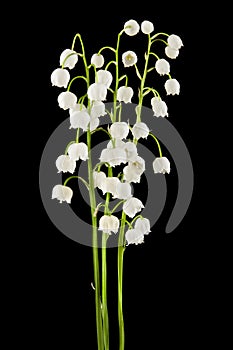 lilies of the valley isolated on a black photo
