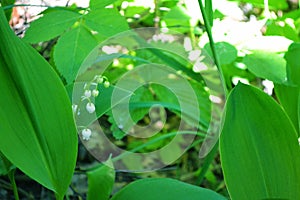 Lilies of the valley in a sunny