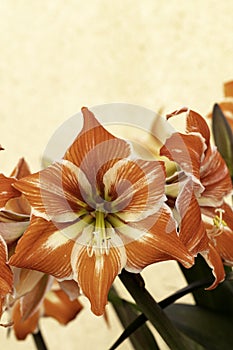 Lilies on white wall