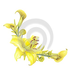 Lilies Yellow flower, calla lilies, craspedia, Solidago Frame bouquet isolated on white background. Watercolor hand