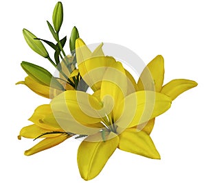 Lilies yellow flowers, on a white background, isolated with clipping path. beautiful bouquet of lilies with green leaves, for