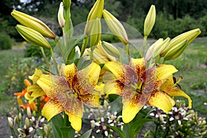 Lilies yellow, a grade of Golden Stone Lilium asiatic grow in a garden