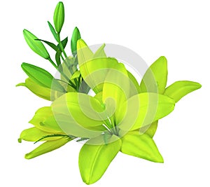 Lilies yellow-green flowers, on a white background, isolated with clipping path. beautiful bouquet of lilies with green leaves,