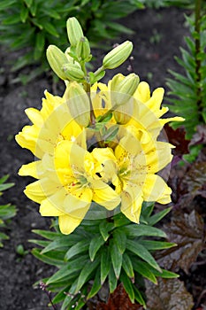 Lilies yellow terry grades of Fata Morgana Lilium asiatic photo