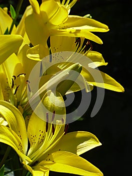 Lilies â€“ Queen of the flower garden