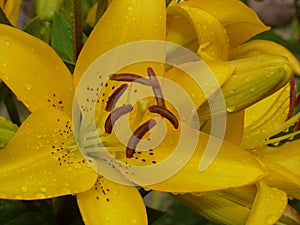 Lilies â€“ Queen of the flower garden.