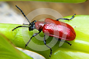 Lilioceris Lilii (Lilly Beetle