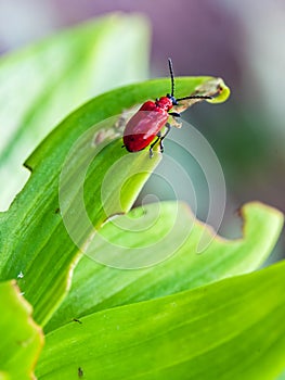 Lilioceris merdigera on lily leaves