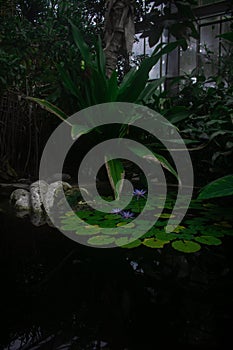 Lilipad Lilipads, Nature, Lake,  greenhouse, nature photo