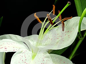 Lilium