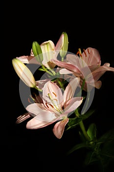 Lilium photo