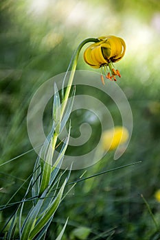 Lilium albanicum, Liliaceae