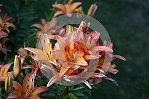 Asiático para siempre flores a florecer en junio en jardín. berlina alemania 