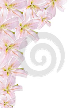 Lilium border photo