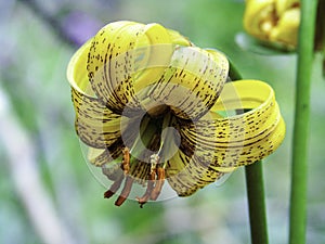 Lilium bosniacum,  Zlatni Ljiljan Bosnian for golden lily or Bosanski Ljiljan Bosnian lily