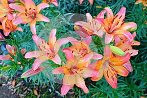 Lilium brownii photo