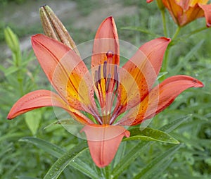 Lilium bulbiferum, common names orange lily, fire lily and tiger lily, is a herbaceous European lily.