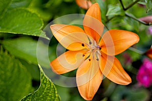 Lilium bulbiferum or Orange lily