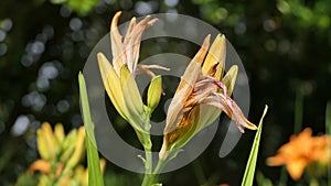 Lilium bulbiferum orange lily in bloom in a Garden uk