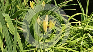 Lilium bulbiferum orange lily in bloom in a Garden uk