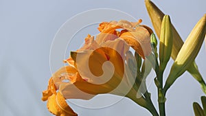 Lilium bulbiferum orange lily in bloom in a Garden uk