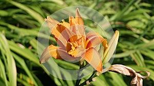 Lilium bulbiferum orange lily in bloom in a Garden uk