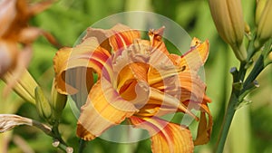 Lilium bulbiferum orange lily in bloom in a Garden uk