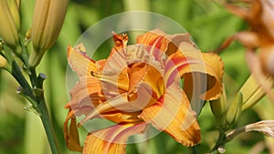 Lilium bulbiferum orange lily in bloom in a Garden uk