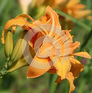 Lilium bulbiferum orange lily in bloom in a Garden uk